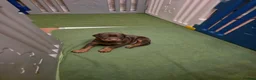 Dobermann dogs for sale: Pedigree Chunky Doberman Puppies - Advert 26
