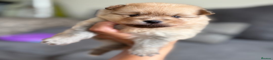 Boy puppy 2