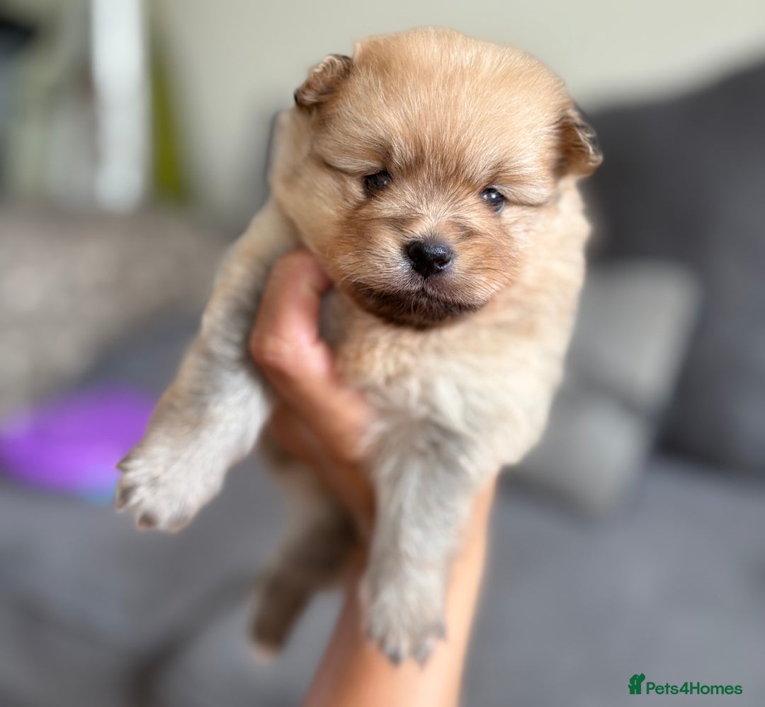 Pomeranian dogs for sale: Pomeranian puppies girl and boy  - Image 3