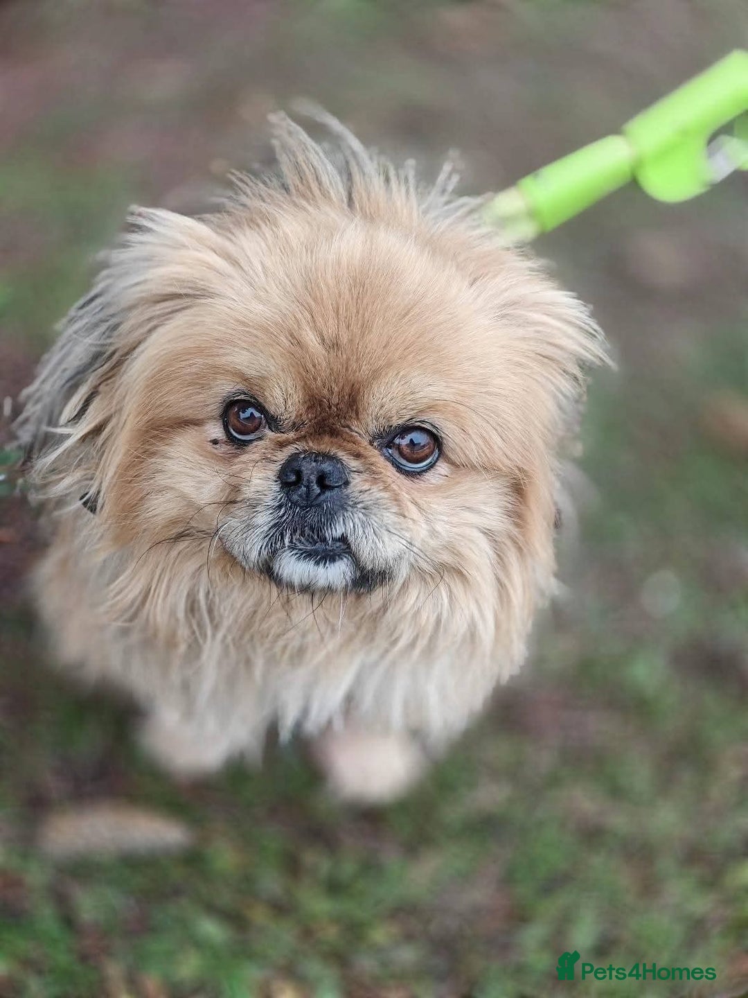 Mixed Breed dogs for adoption: 💙Barry: 9-10-year-old Tibetan Spaniel cross💙 - Advert 2