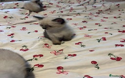 Siamese cats for sale: 3 stunning applehead Siamese kittens  - Image 4