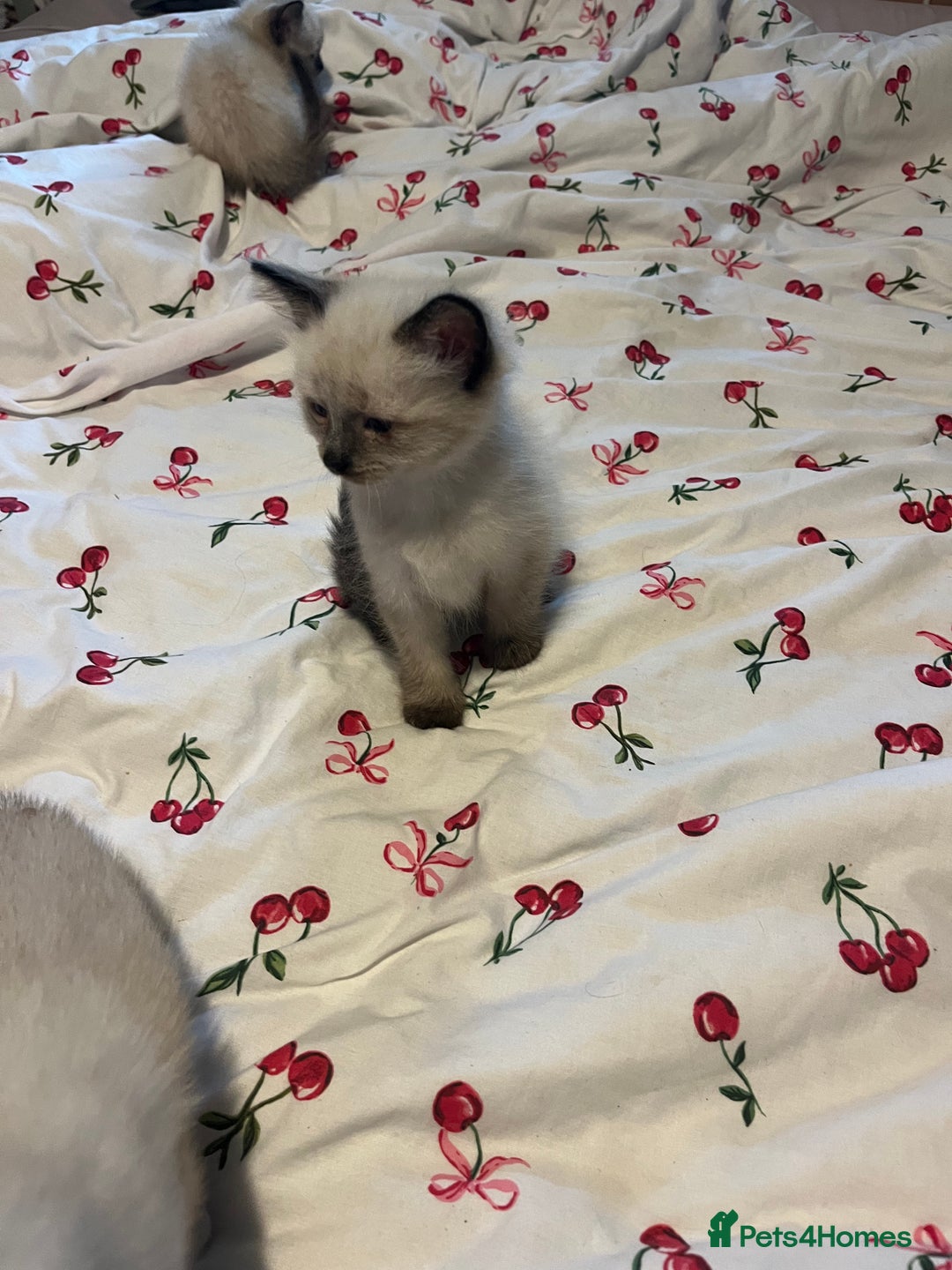 Siamese cats for sale: 3 stunning applehead Siamese kittens  - Image 4