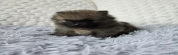 Pomeranian dogs for sale: pomeranian tedy - Advert 11