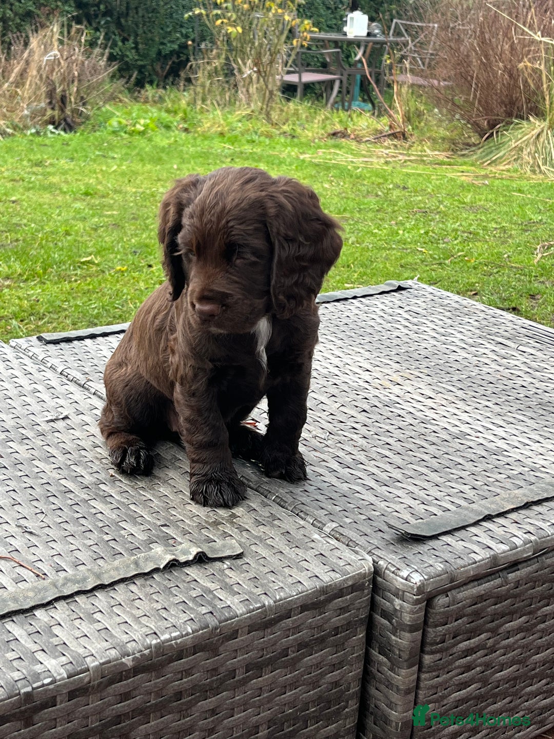 Cocker Spaniel dogs for sale: Wonderful cocker spaniel puppies for sale  - Advert 6