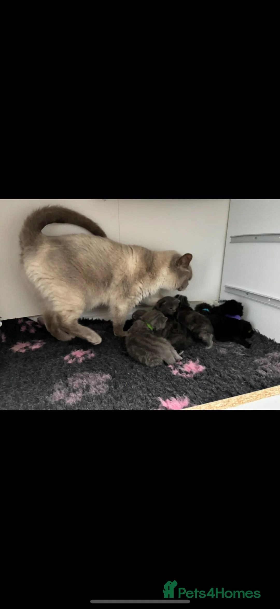 British Shorthair cats for sale: Social, playful BSH kittens  - Advert 20