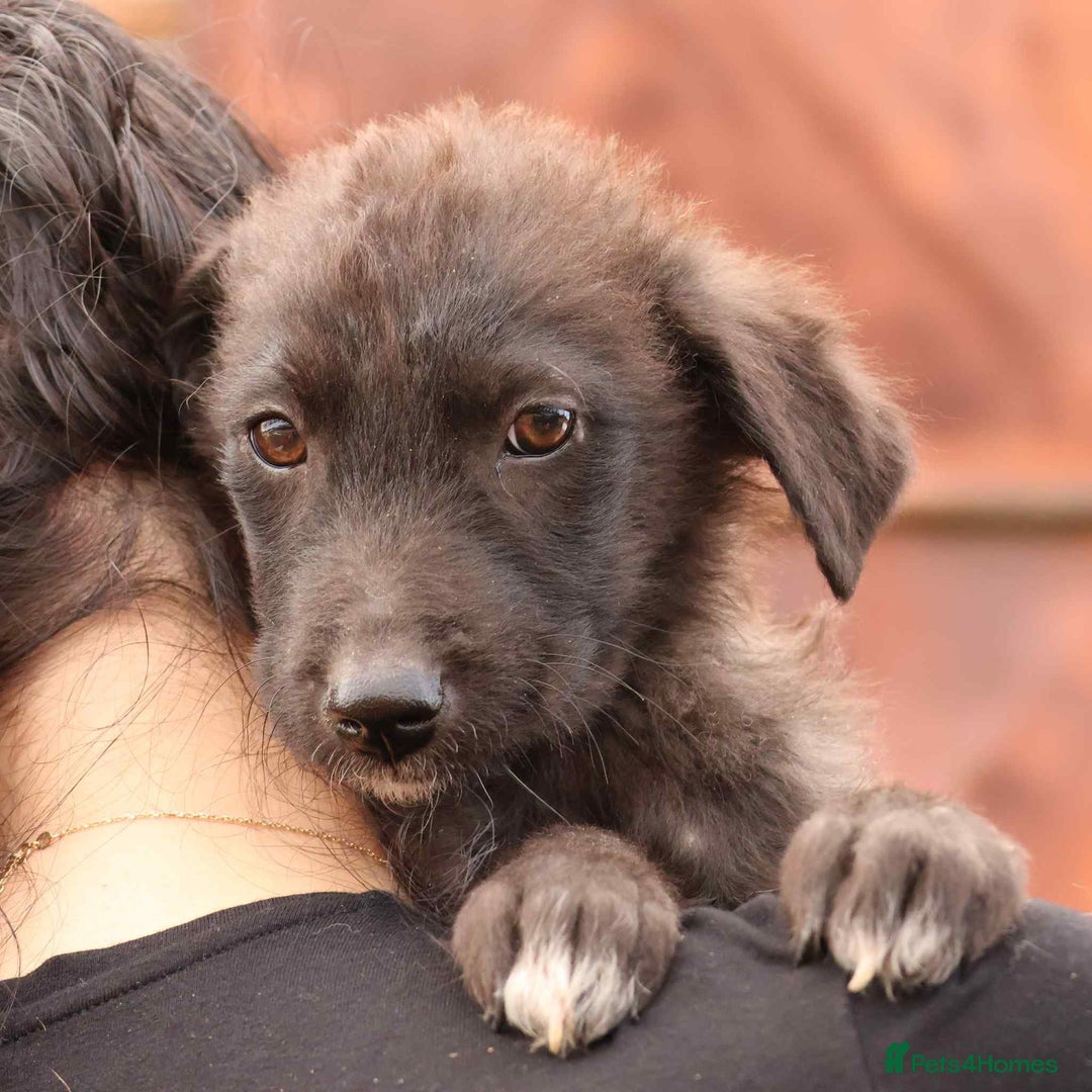 Mixed Breed dogs for adoption: Peggy - In Ayr looking for a home  - Advert 3