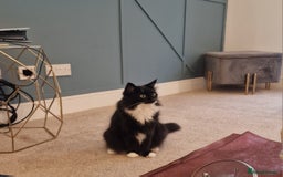 Mixed Breed cats for sale: Female Domestic Longhair - Image 3