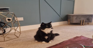 Mixed Breed cats - Advert 8