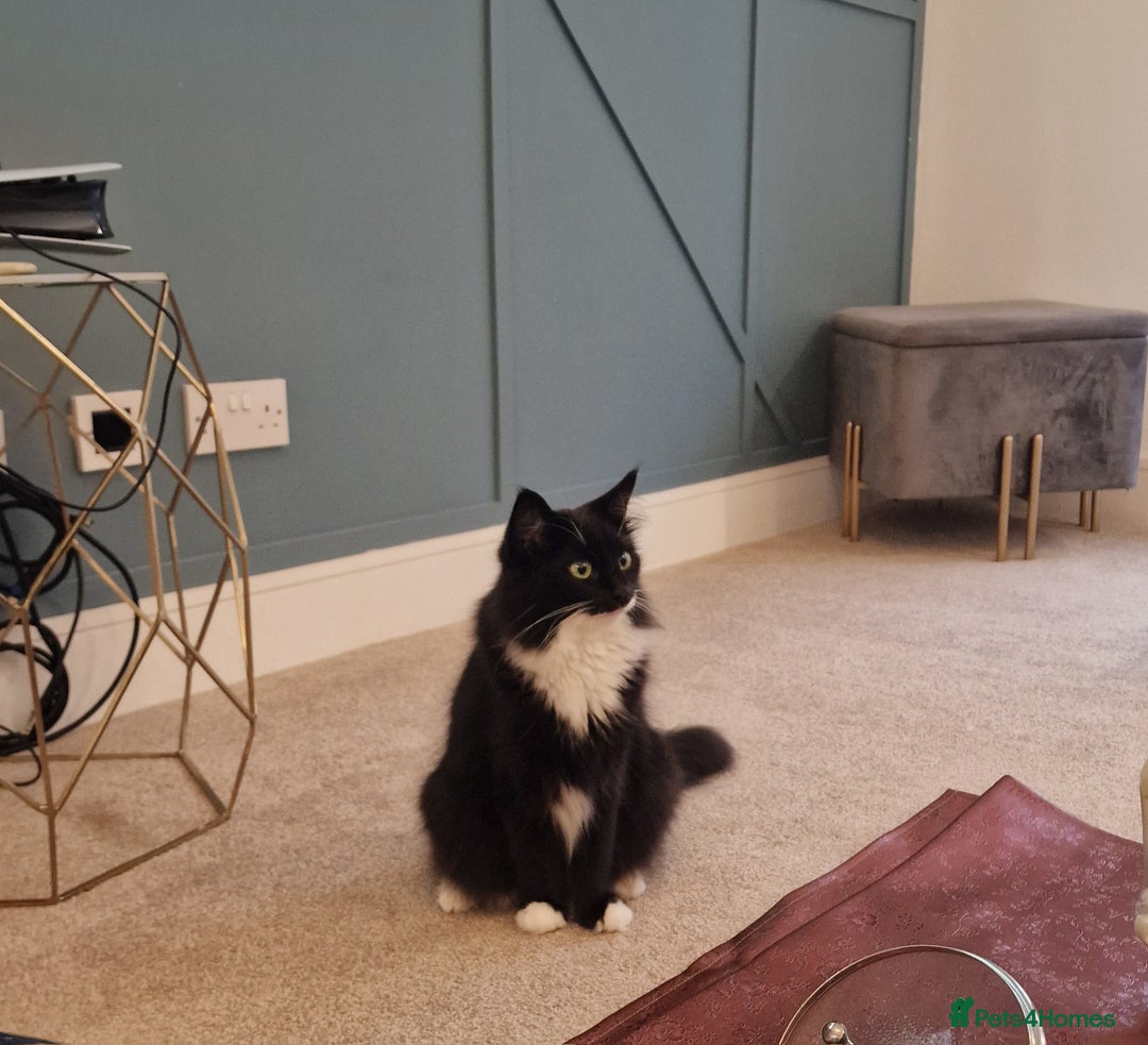 Mixed Breed cats for sale: Female Domestic Longhair - Image 3