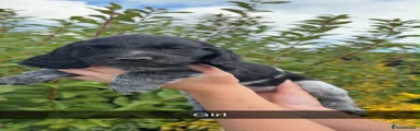 Cocker Spaniel 3
