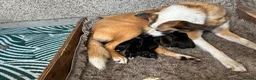 Mixed Breed dogs for sale: Collie  in Caernarfon - Advert 10