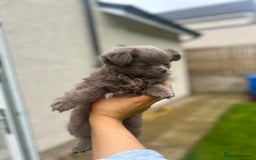 Chihuahua dogs for sale: Beautiful long coat pure breed chihuahua  - Image 18