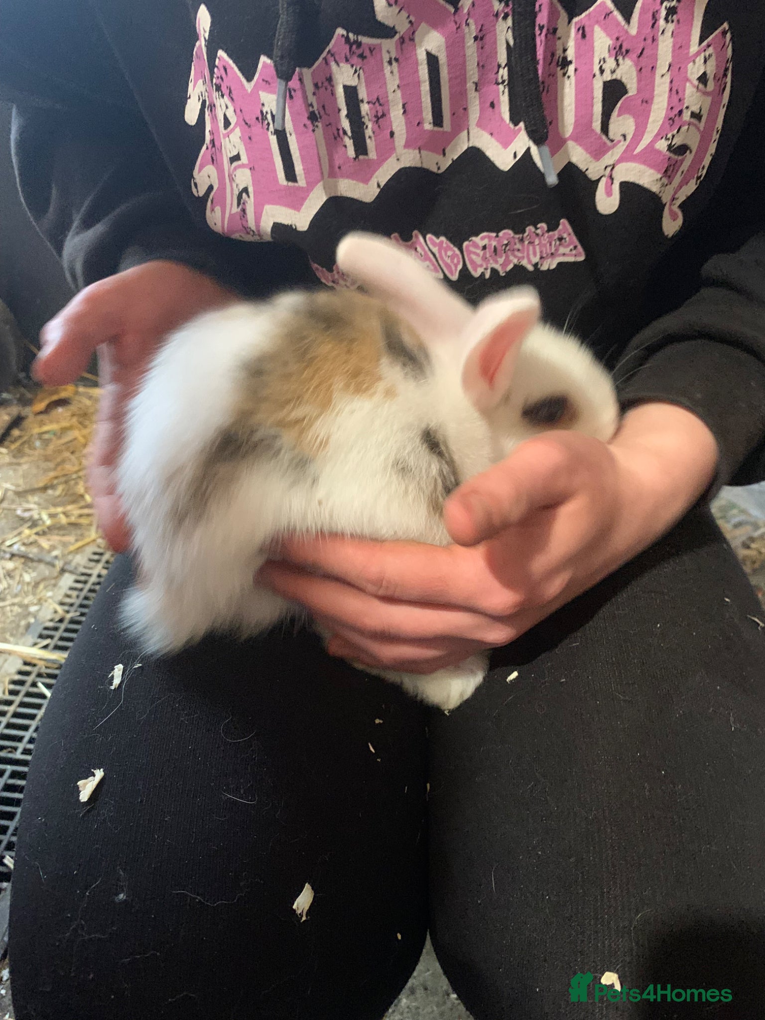 Mini Lop rabbits healthy mini lop baby’s ready to leave 6th may  - Advert 2