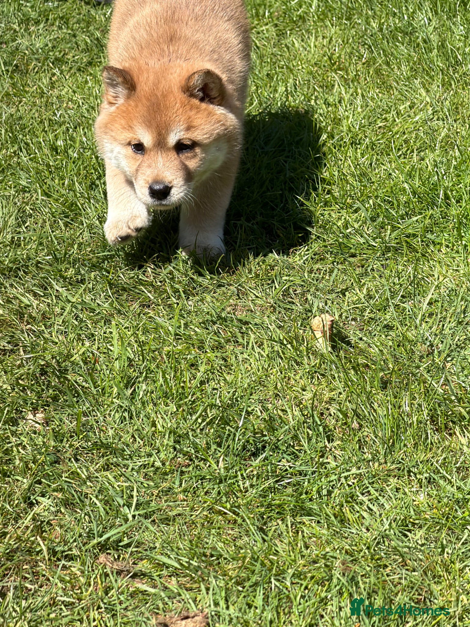Mixed Breed dogs for sale: Chowski puppy’s  - Advert 1