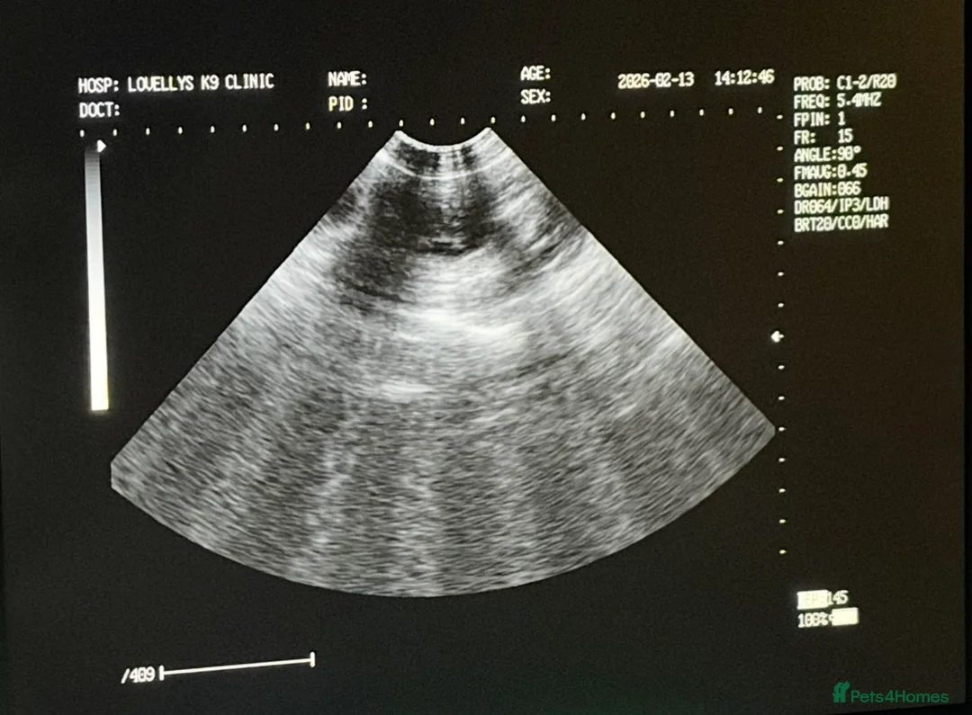 Golden Retriever dogs for sale: Dark Golden Retriever Puppies Health-Tested  - Advert 2