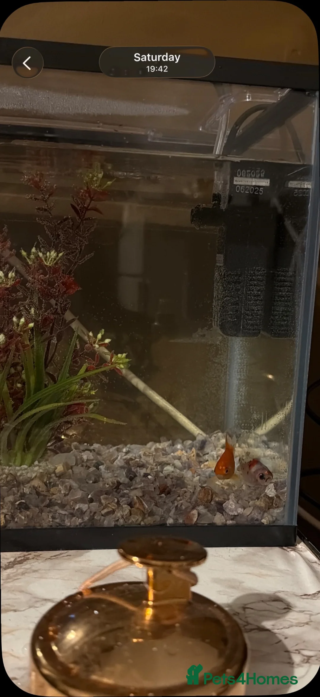 Goldfish fish for sale: Goldfish and tank in Manchester - Advert 2