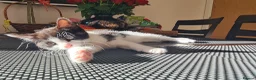 Mixed Breed cats for sale: ***Black and White Male Kitten For Sale*** - Advert 14
