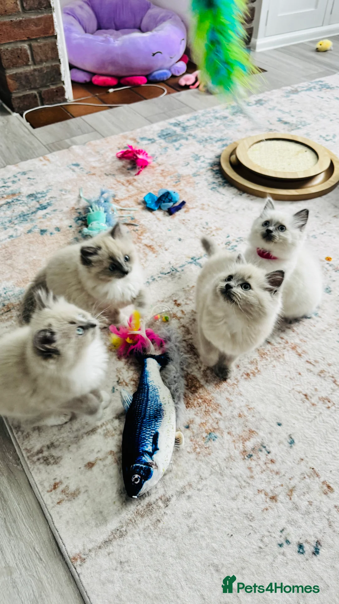 Ragdoll cats for sale: 100% Pure Mink and Blue Point Ragdoll Kittens  - Advert 7