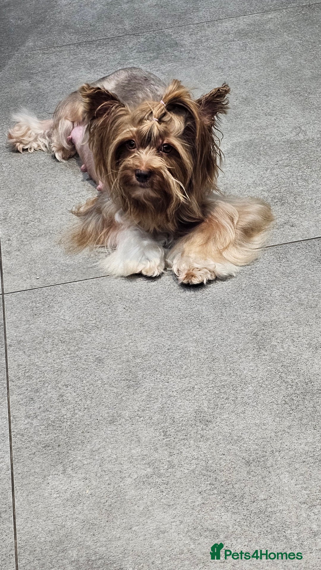 Yorkshire Terrier dogs for sale: 2 boys and 2 girls yorkshire terrier  - Advert 18