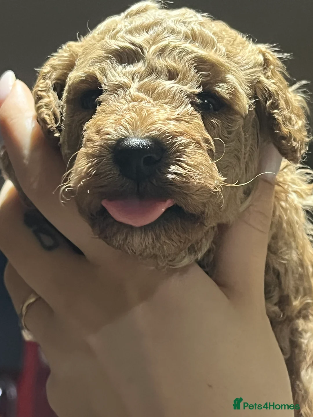 Maltipoo dogs for sale: Pure Maltipoo Puppies   - Advert 16