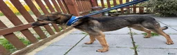 Mixed Breed dogs for adoption: Jenkins - Norwich Norfolk  - Advert 11
