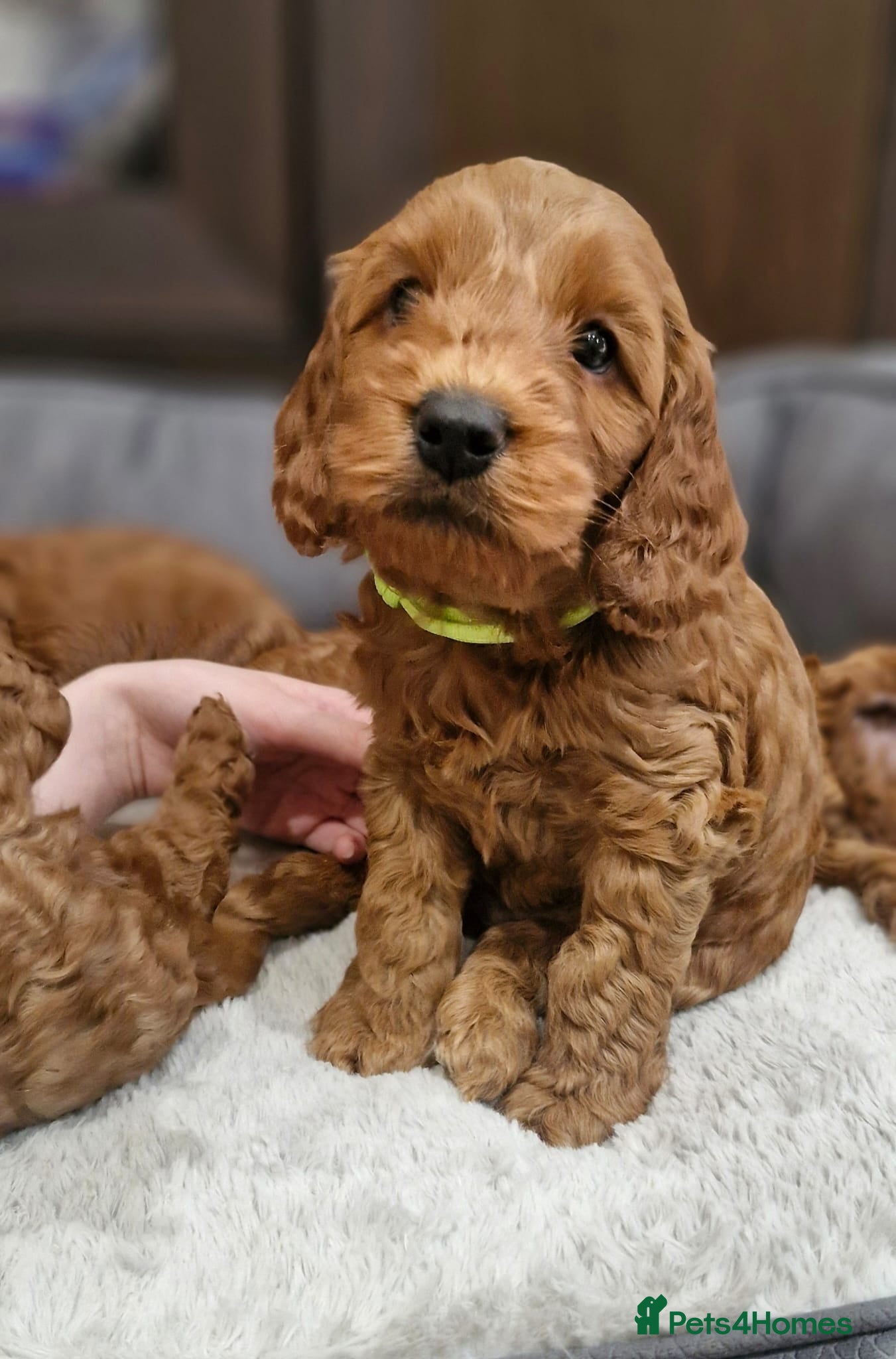 Cockapoo dogs Cockapoo f1b 5 boys [4 available] - Advert 16