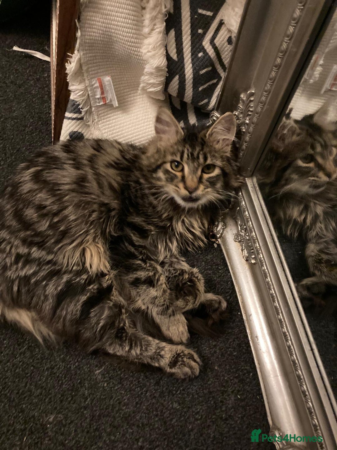 Mixed Breed cats for sale: Mainecoon ragdoll mix  - Advert 1