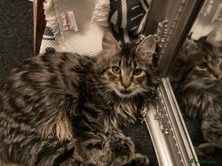 Mixed Breed cats Mainecoon ragdoll mix - Advert 1