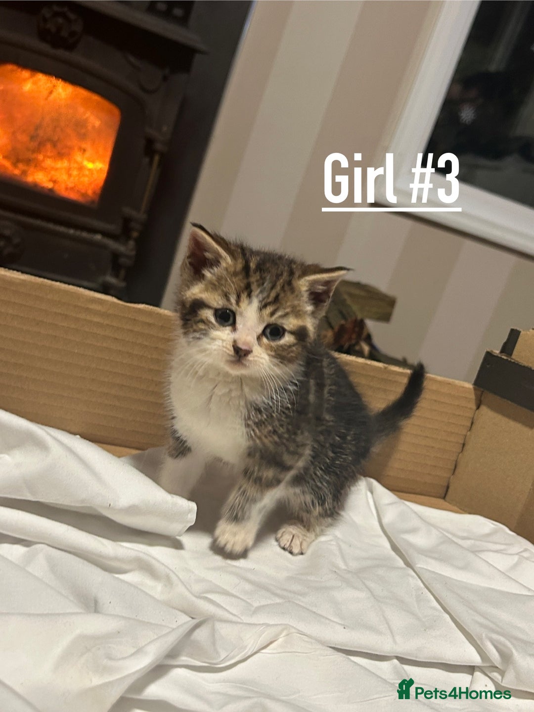 Mixed Breed cats for sale: 6 kittens for sale - Ready 16th December  - Advert 5