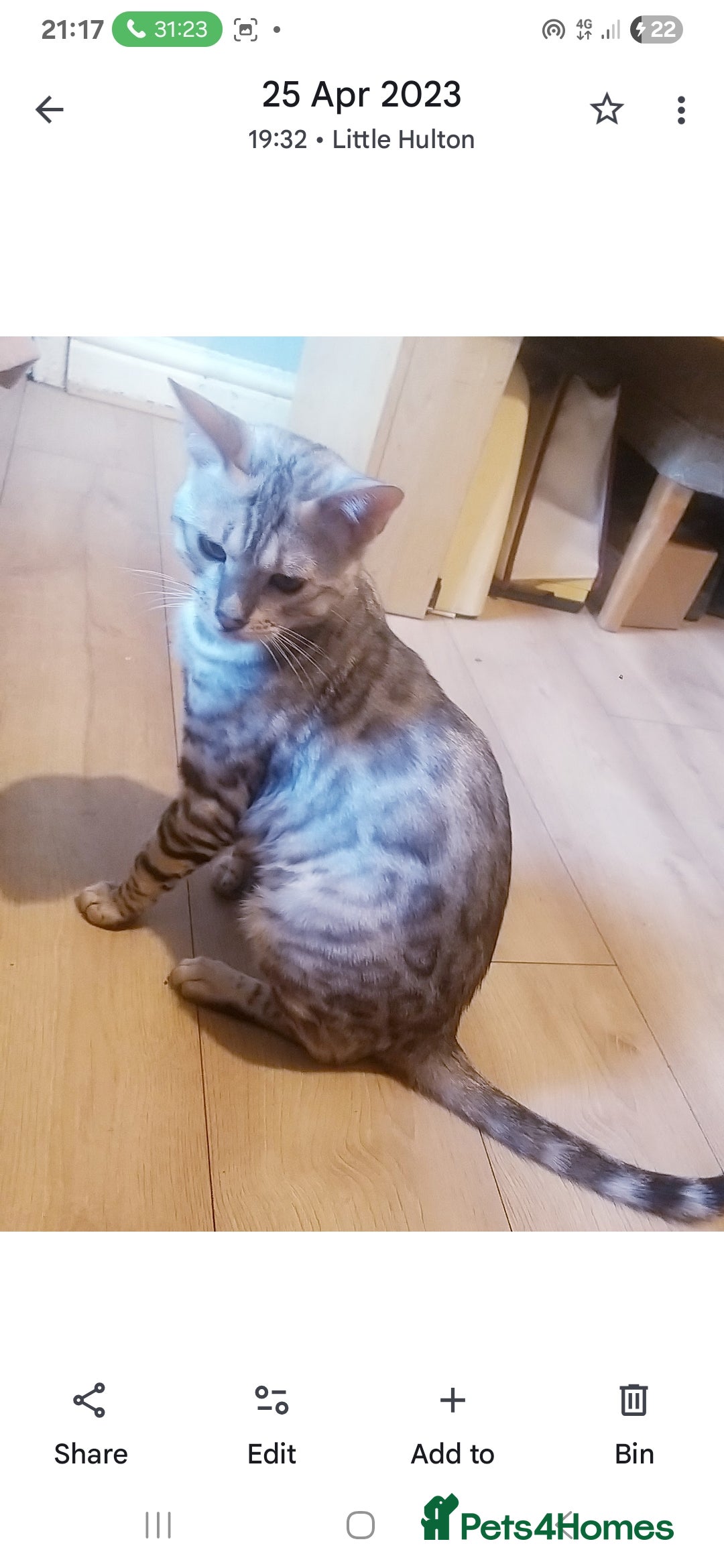 Bengal cats for sale: Mixed Bengal kittens - Advert 12