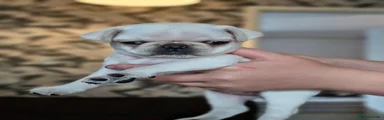 Pug 2