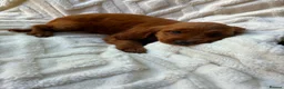 Cocker Spaniel dogs for sale: 9 Gorgeous Cocker Spaniel Puppies For Sale! - Advert 27