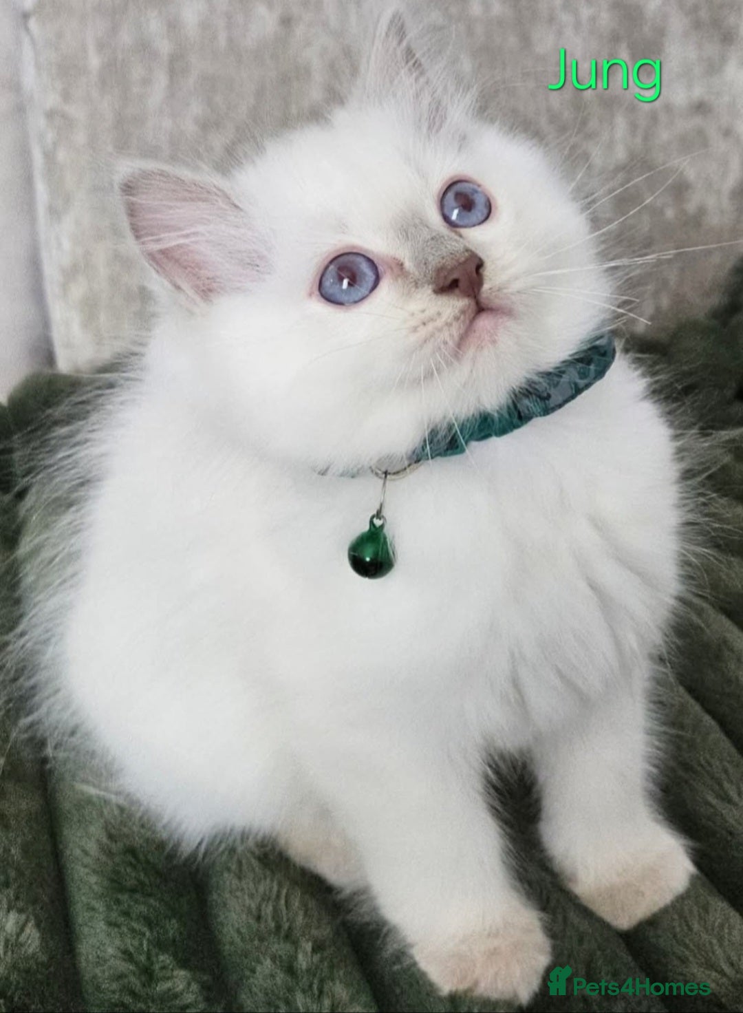 Ragdoll cats for sale: GCCF Registered Pedigree Lilac Point Ragdolls in Dundee - Image 15