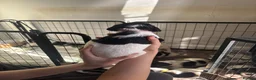 English Springer Spaniel dogs for sale: Beautiful litter 9 English Springer Spaniel pups - Advert 18