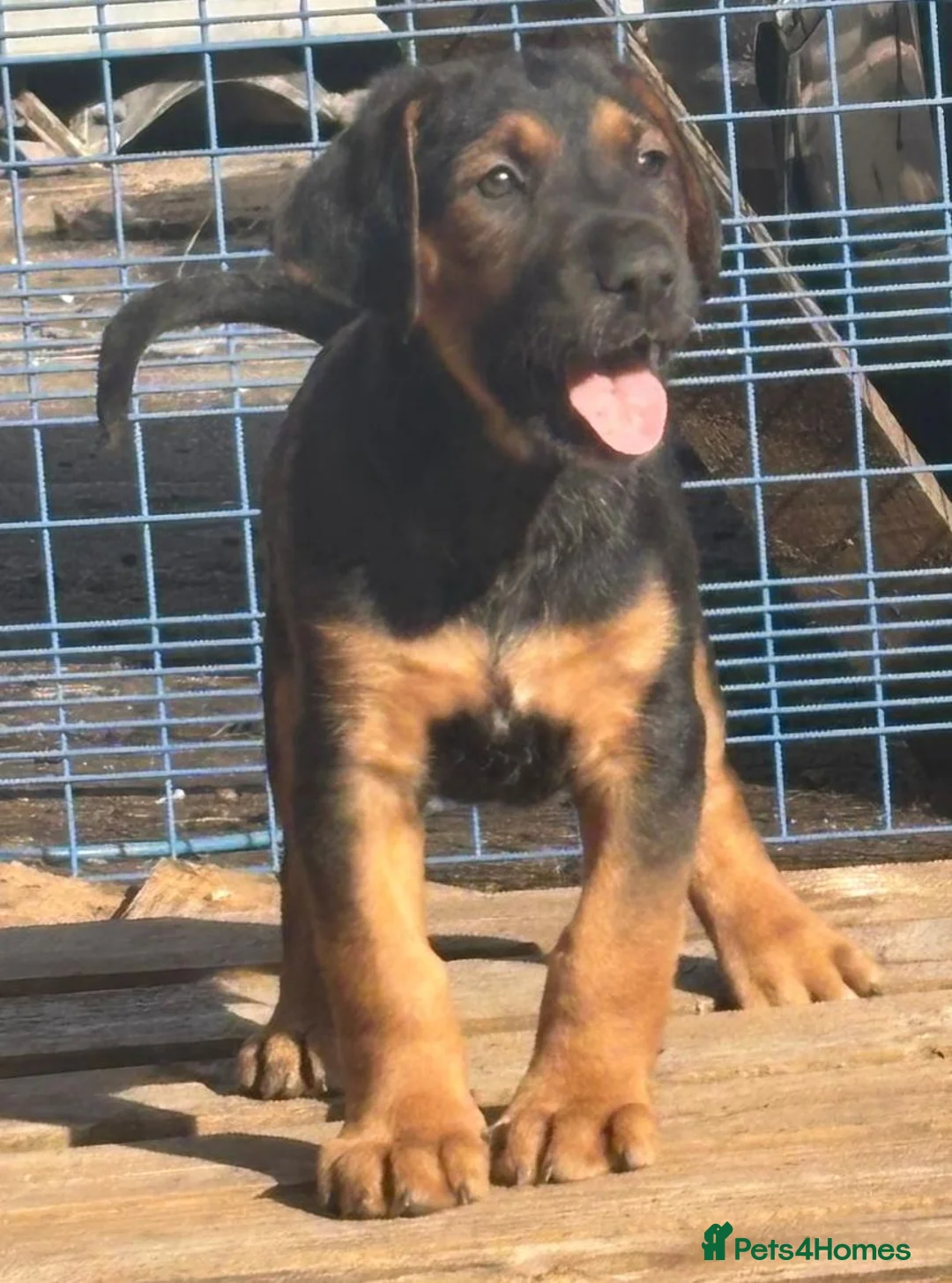 Mixed Breed dogs for sale: Lurcher x dobermen in Doncaster - Advert 22