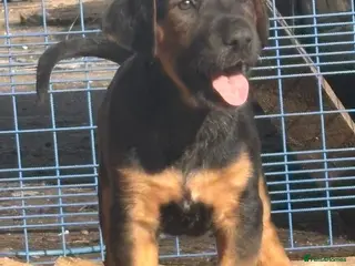 Mixed Breed dogs Lurcher x European Doberman - Advert 5