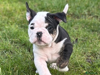 English Bulldog dogs 🌟 health tested parents 🌟 Ready Now!🌟 - Advert 3