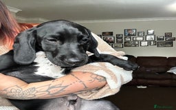 Mixed Breed dogs for sale: Teddy  - Image 2