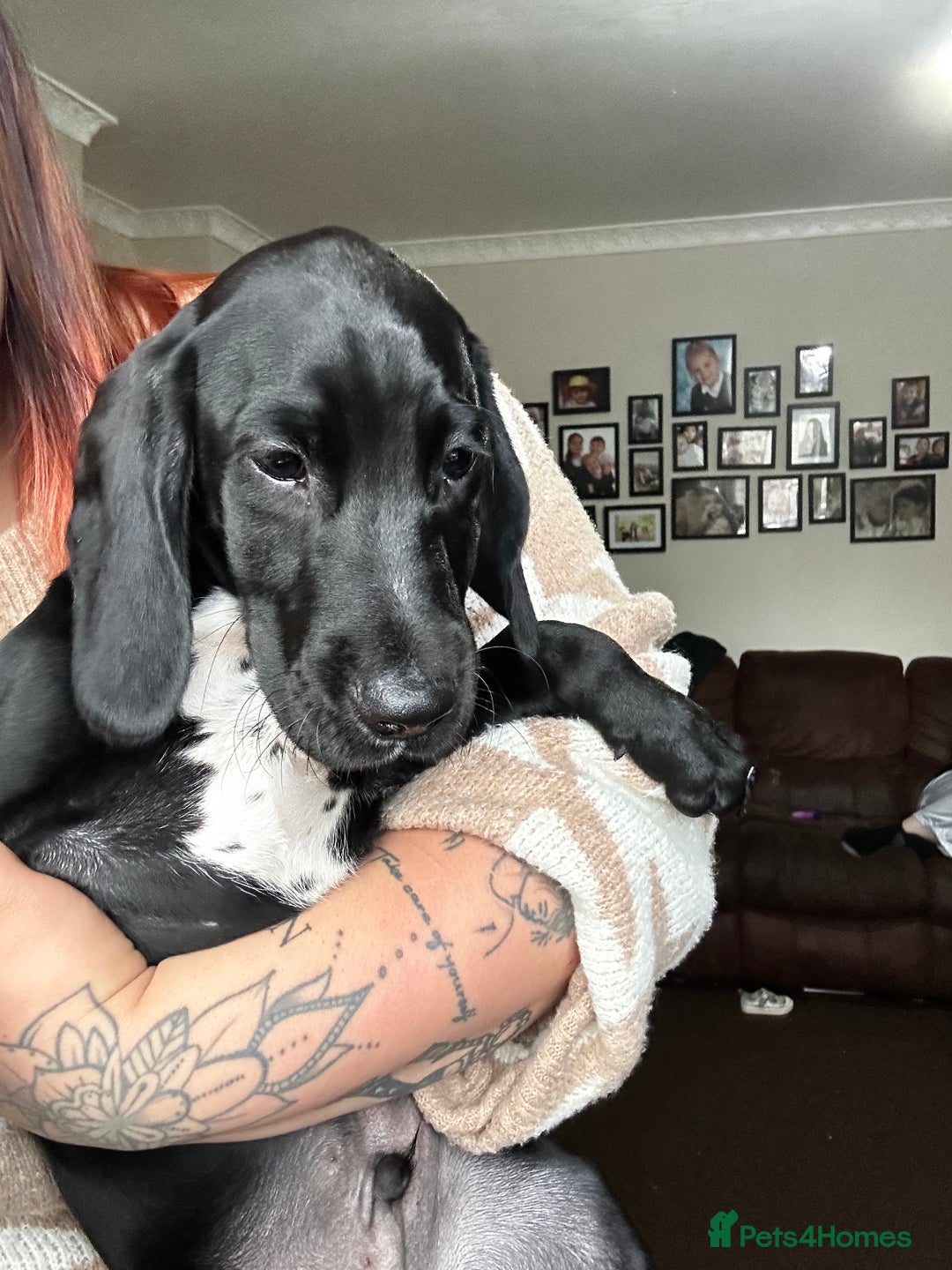 Mixed Breed dogs for sale: Teddy  - Image 2
