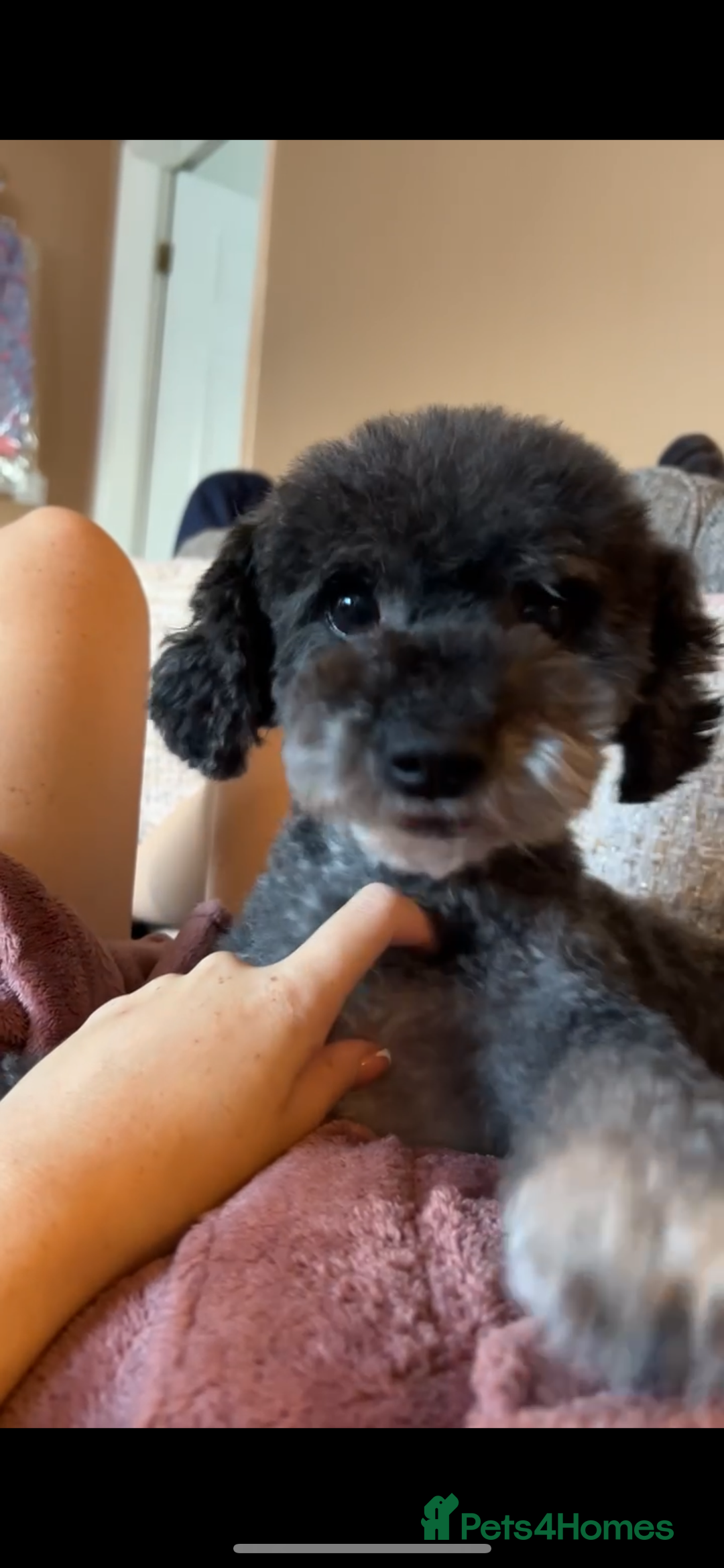 Poochon dogs for sale: Poochon puppies - Image 7