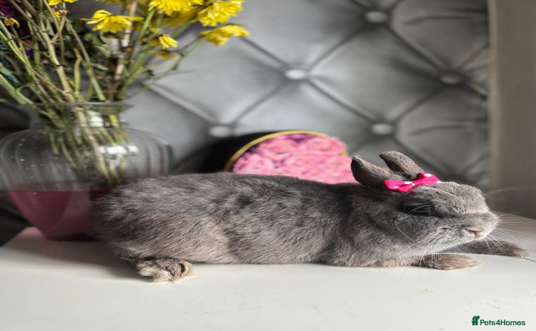 Netherland Dwarf rabbits in Harrow - Advert 1