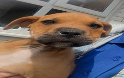 Mixed Breed dogs for sale: 1 girl left 8 weeks  in Billingham - Image 3