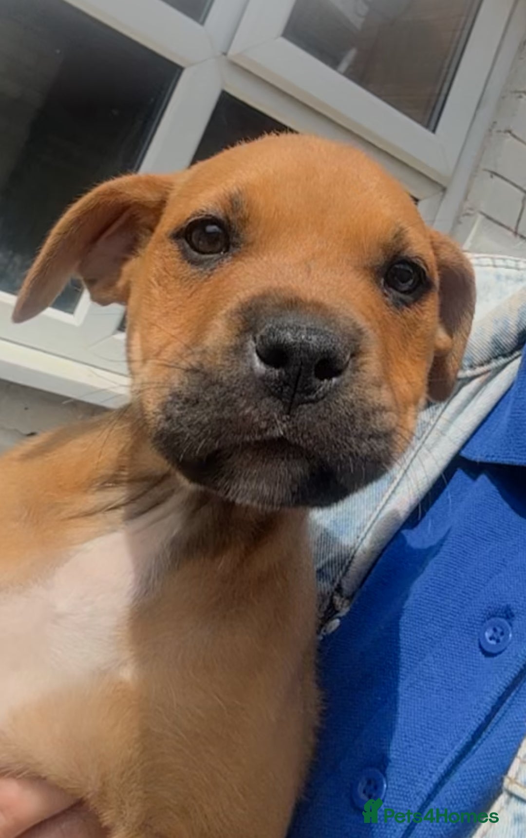Mixed Breed dogs for sale: 1 girl left 8 weeks  in Billingham - Image 3