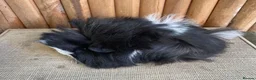 Guinea Pig rodents for sale: Baby sows - Advert 10