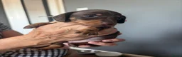 Miniature Dachshund dogs for sale: Miniature Dachshund for sale! - Advert 9