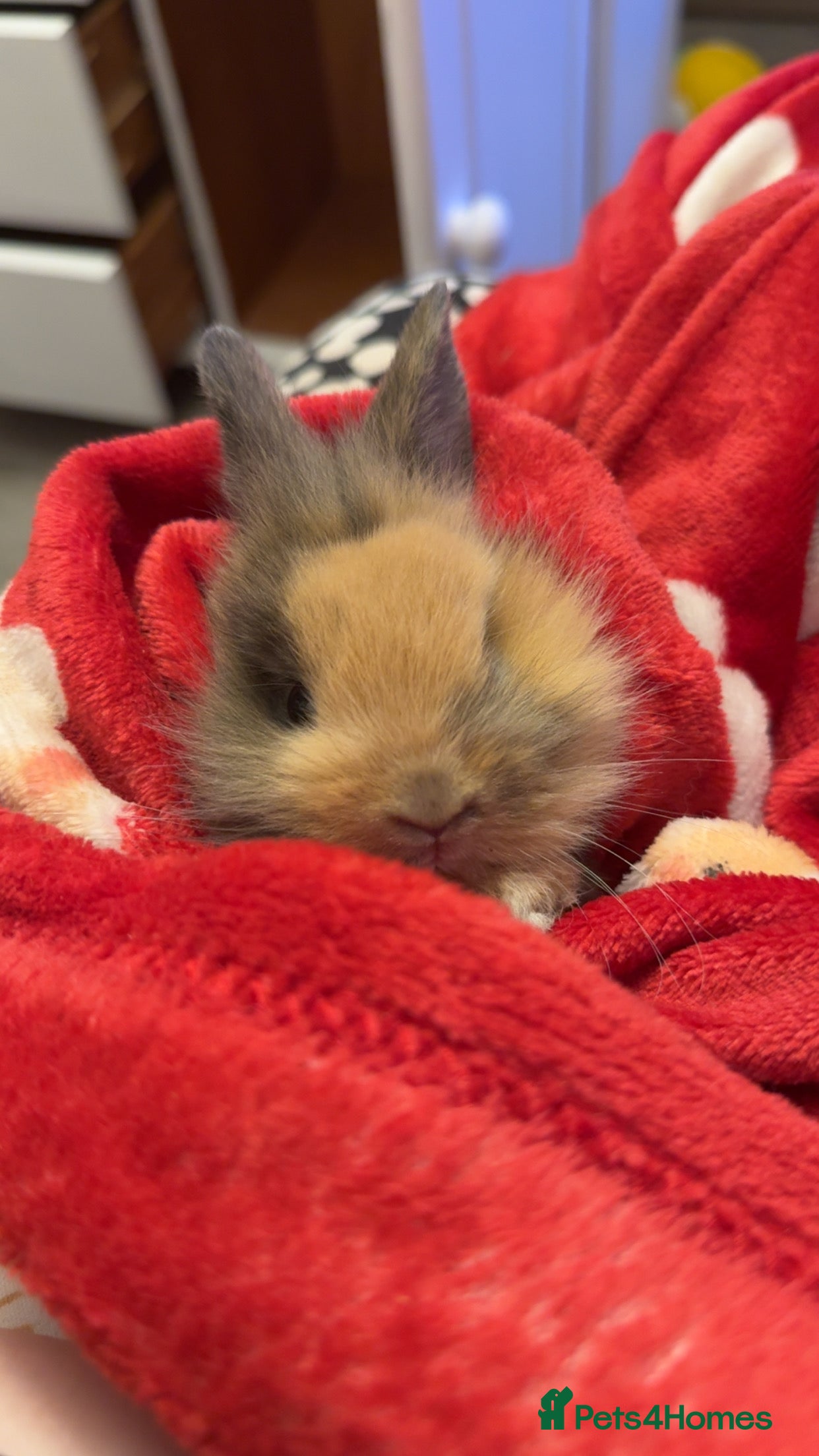 Lionhead rabbits Beautiful Male lionhead rabbit  - Advert 4