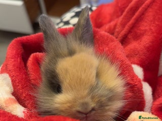 Lionhead rabbits Beautiful Male lionhead rabbit - Advert 4