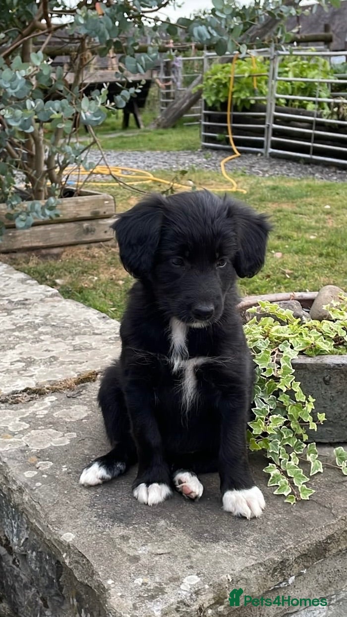 Bordoodle dogs Bordoodle Puppies ⭐ - Advert 1