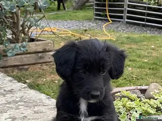 Bordoodle dogs Bordoodle Puppies ⭐ - Advert 1