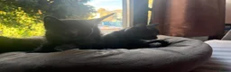 British Longhair cats for sale: 3 Lovely Kittens Looking for Their Forever Homes  - Advert 7